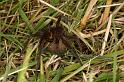 Dolomedes_plantarius_D5136_Z_89_Canal du Nivernais_Frankrijk